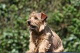 NORFOLK TERRIER 069